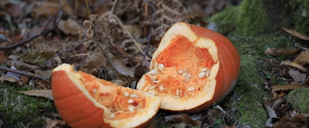 A cut-open pumpkin on a woodland floor