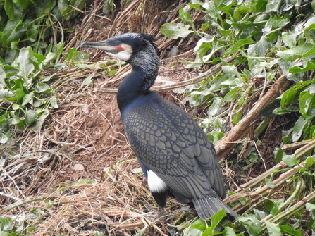 Cormorant in breeding plumage 