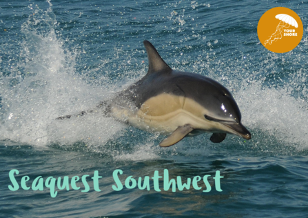A dolphin leaping out the water with text 'Seaquest Southwest'