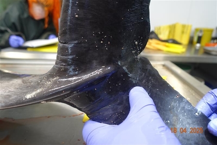 evidence of bycatch on a harbour porpoise tail