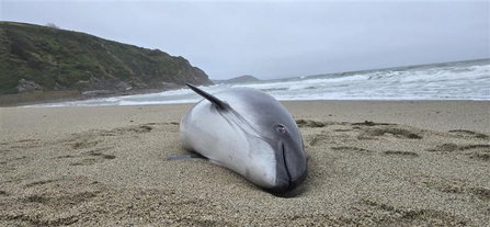 a harbour porpoise stranded on sand, the sea and green cliffs visible in the background