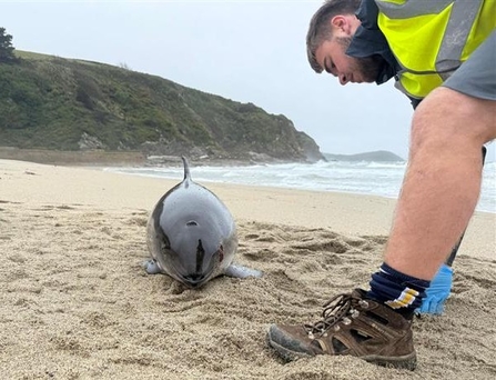 A stranded porpoise on a beach, with a volunteer in high stood to the left looking over the animal