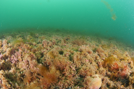 Heavily fouled maerl - covered in brown algae