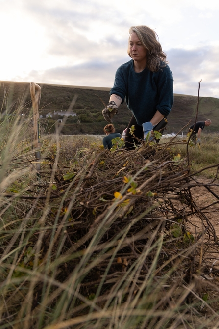 A female removes invasive plants on top of a sand dune