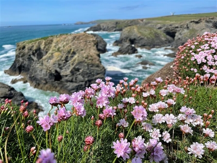 Sea thrift near Padstow. Image Matt Walpole
