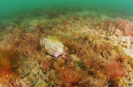 Dense algae on maerl bed, a hermit crab visible in the middle