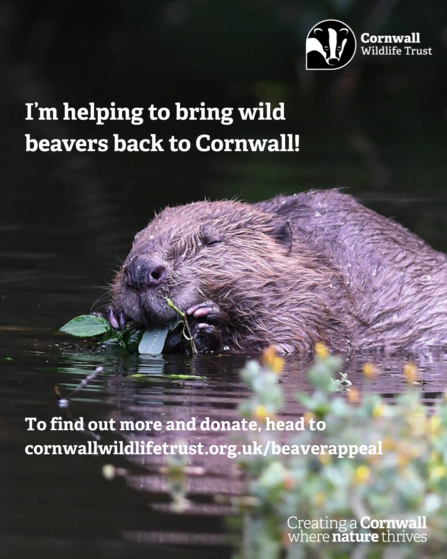 A picture of a beaver eating leaves in the water with text saying: I'm helping to bring wild beavers back to Cornwall