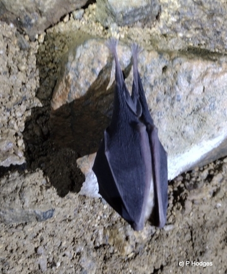 A horseshoe bat hanging upside down on a rock