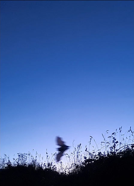 A bat above a hedge flies across a night sky