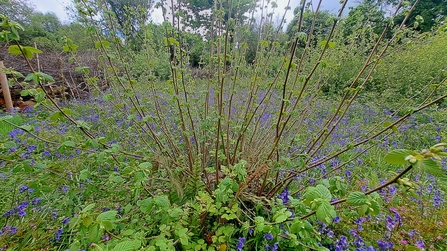 A regenerating Hazel Stool