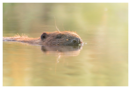 A beaver swimming
