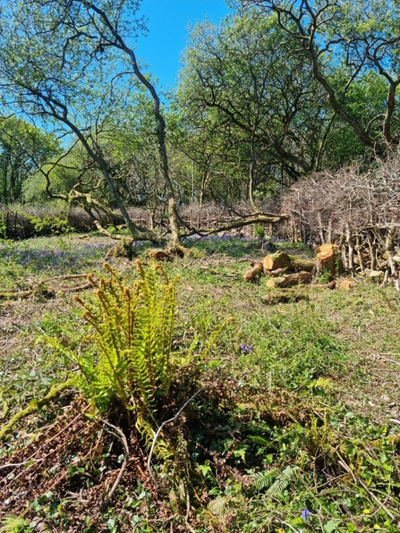 Coppicing works, Helman Tor
