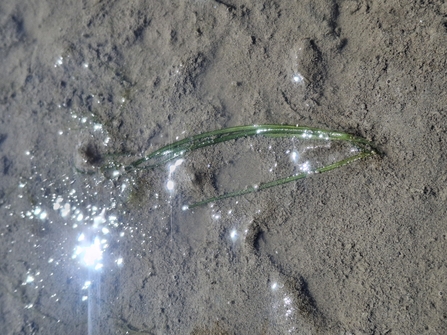 A single shoot of seagrass