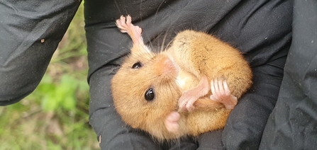 Hazel Dormouse