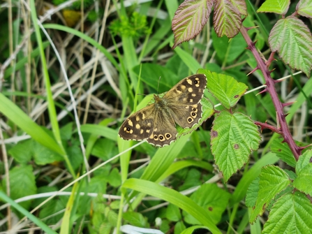 Speckled Wood Butterfly