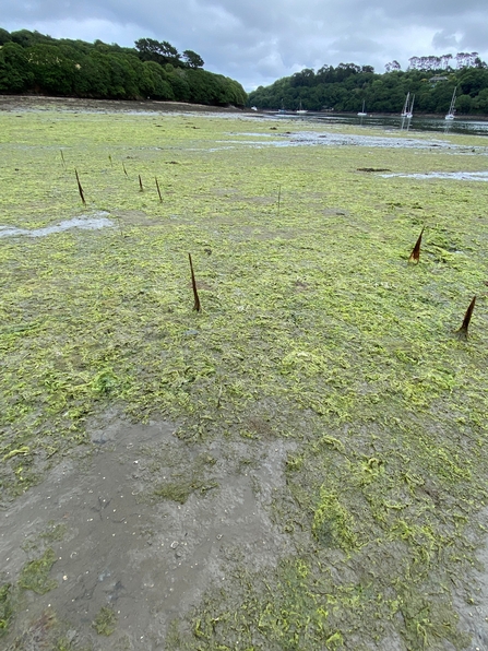 Green algae covering an estuary