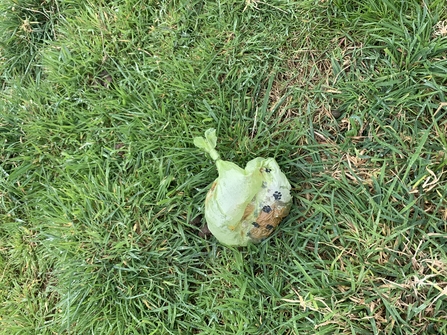 A green bag of dog poo on the grass