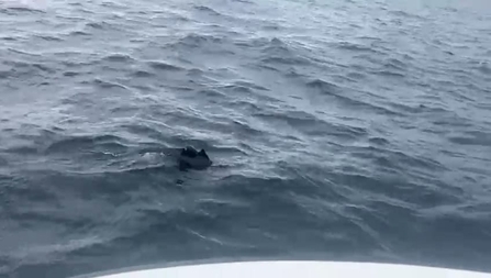 a injured dolphin in the sea