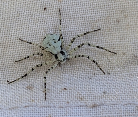 A black and white striped spider on a white material