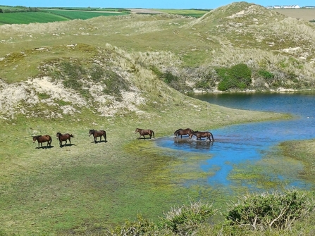 Looking down on six ponies walking out of a lake amongst grass covered sand dunes