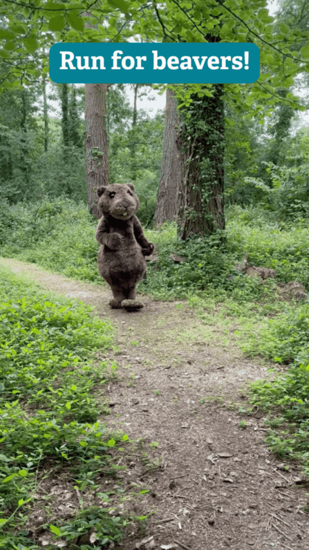 Someone in a beaver mascot scostume runs towards the camera in a woods