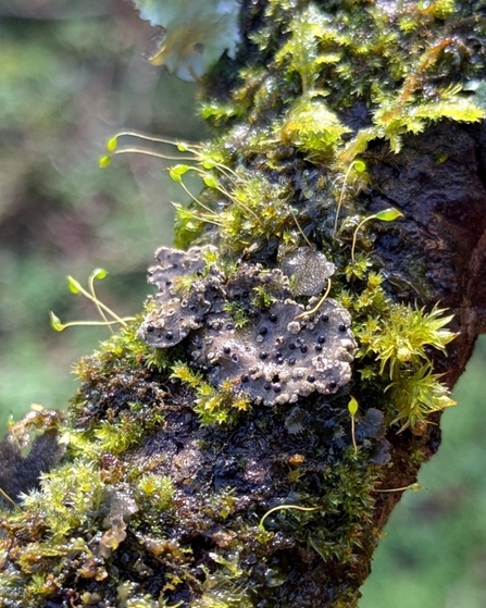 Close up of a brown lichen on a tree branch. The branch has lots of mosses and small ferns growing out of it too