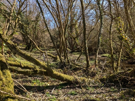 A woodland with trees covered with lichens and mosses, typical of a temperate rainforest habitat