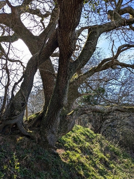 Photograph of a large oak tree's trunk, blue sky visible in the background and a mossy bank below the tree