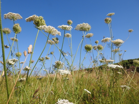 Wild carrot