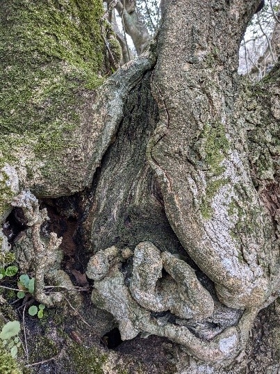 A close up of the gnarly, textured bark of a veteran tree, showing deep fissures and twisting wood