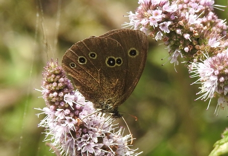 A ringlet butterfly feeding on a lilac flower
