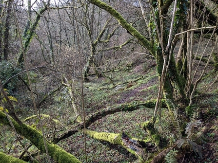 A temperate rainforest woodland, showing mostly tree trunks which are covered in lichens, mosses and ferns