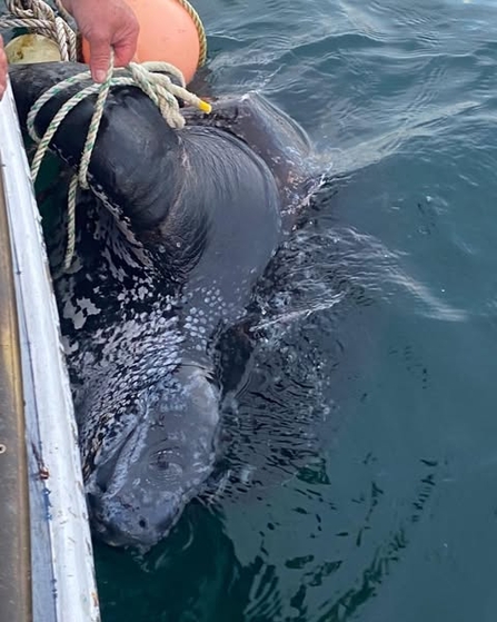 A close up of a leatherback turtle caught in a fisher's pot line, taken off the side of the boat