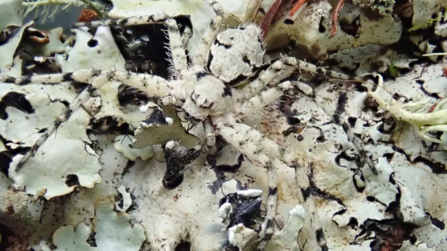 A lichen spider is camouflaged against a background of white lichen 