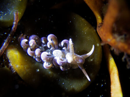 Sea slug with purple curls