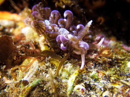 Sea slug with purple curls