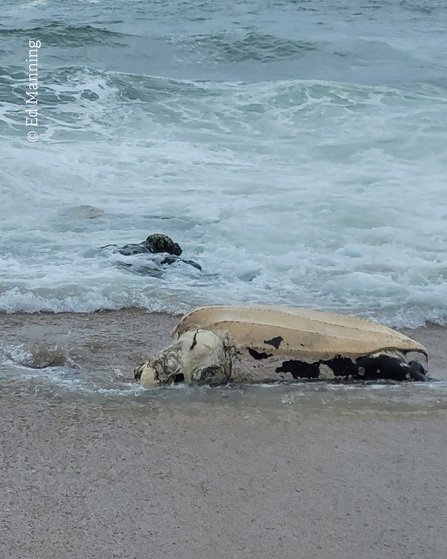 A decomposing leatherback turtle is stranded on the beach, waves visible behind it