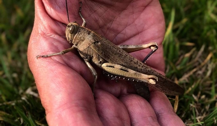 A close up of a hand holding a locust, grass in the background