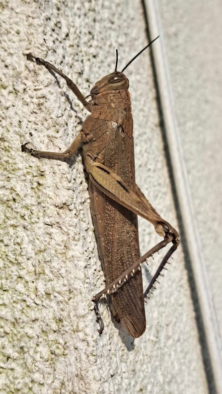 A brown locust rests on a white textured wall