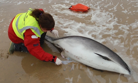 A lady in a red coat with a yellow hi vis jacket on attends to a stranded marine mammal in the shallow