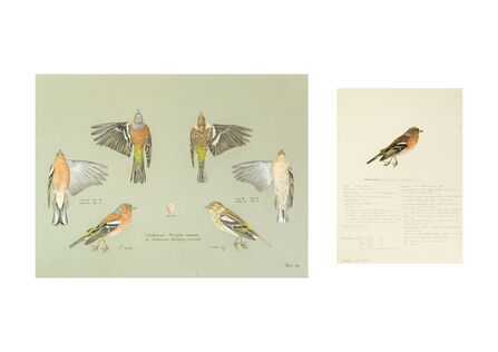 Illustrations of chaffinch