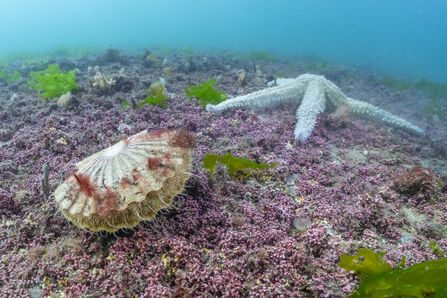 Underwater shot of star fish and bivalue on maerl bed 
