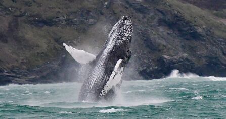 Humpback whale breaching in Cornwall