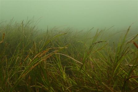 intertidal seagrass