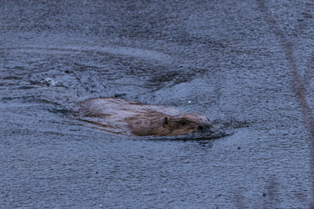 Beaver swims away after being released in Cornwall