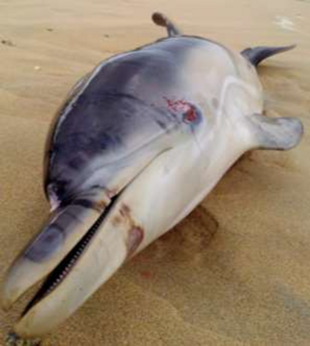 Close up image of a stranded dolphin's face on a beach. A wound is visible in the side of its head