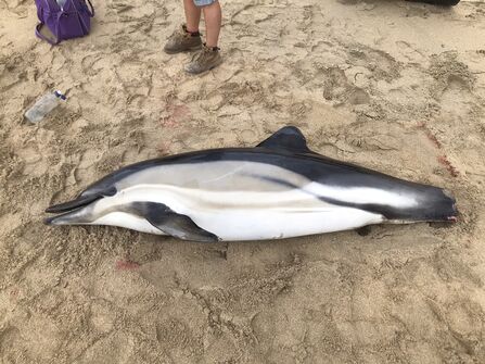 A stranded dolphin on a beach. Its tail fin is missing