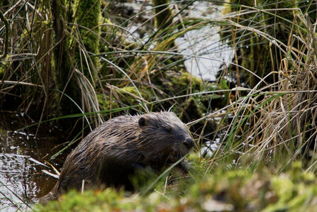 A beaver approaches a bank to climb out, greenery visible all around