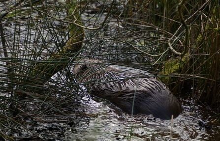 A beaver swims off amongst the trees and grass in a wetland