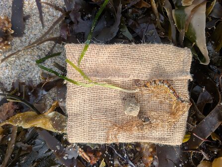 A seagrass shot grows through a mesh bag. Seaweed lies on the beach beneath.